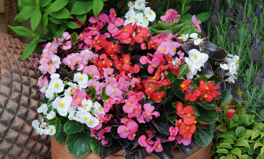 Image 5: Up to 144 Plants in Summer Bedding Plant Collection