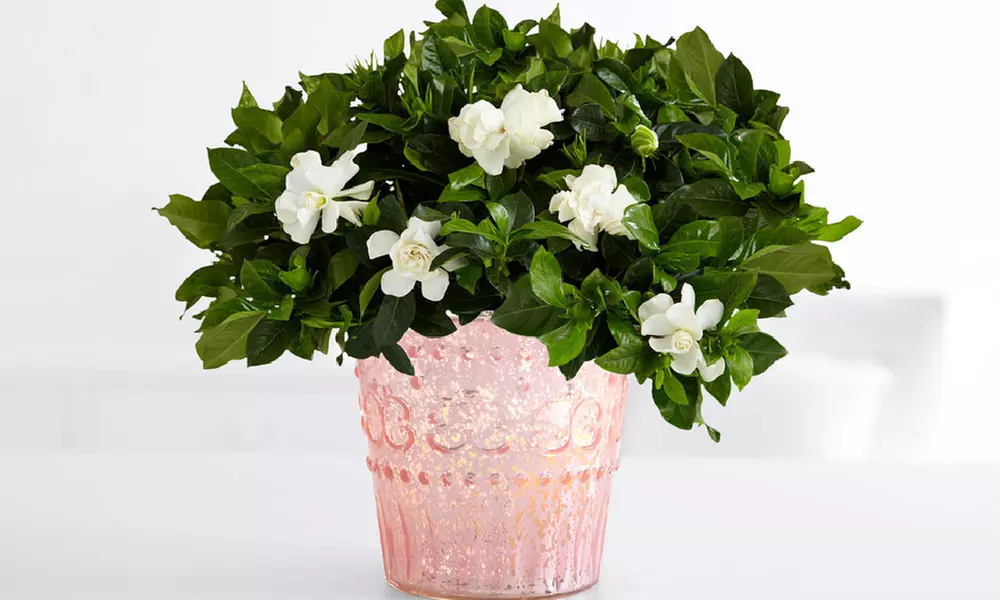 $15.50 for $30 Worth of Flowering and Potted Plants from ProPlants  - Second Medium