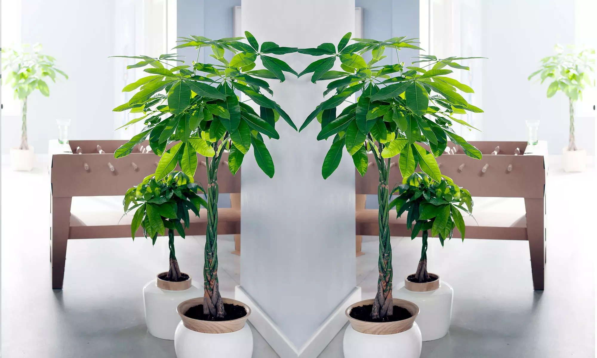 2 ou 4 arbres "Money Tree" - Primary Image