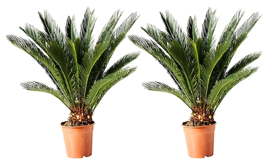 Image 5: Set van 2 palmbomen "Sago Palm"