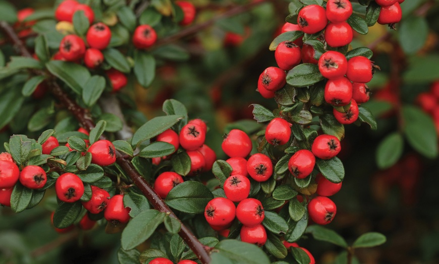 Image 1: Cotoneaster Coral Beauty Plants