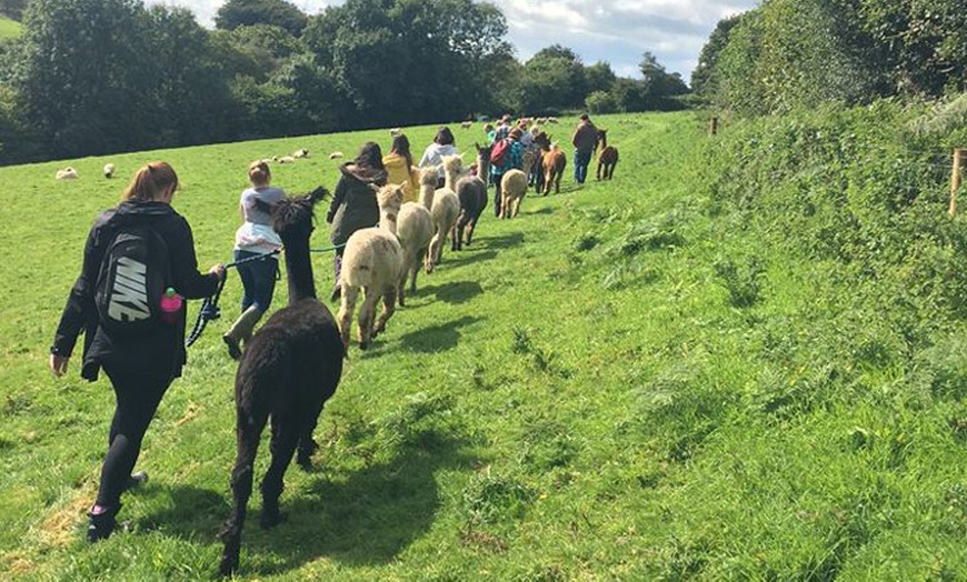 Image 6: Alpaca Experience for Two