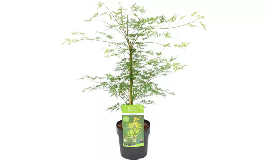 Image 3: Japanse esdoorn "Emerald Lace"