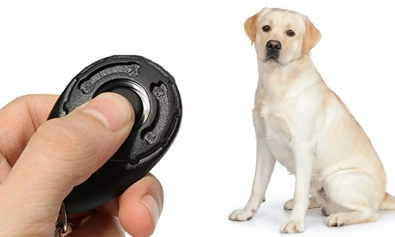 Clicker d'entrainement et de dressage pour chien - Primary Image