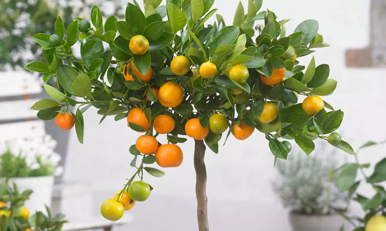 1x oder 2x Zitruspflanze XL: Calamondinorange, Zitrone oder Kumquat - Primary Image