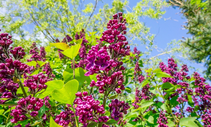 Image 3: Buddleja davidii Mariposa Bush