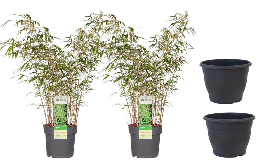 Image 7: Umbrella Bamboo 'Fargesia Rufa' - 1 or 2 Potted Plants + Patio Planter