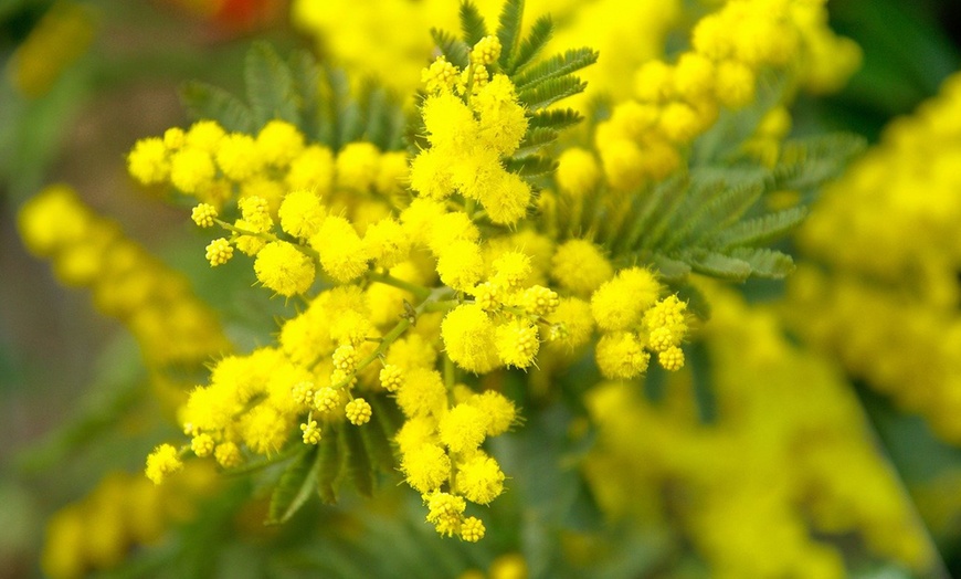 Image 2: Acacia dealbata Mimosa con flores amarillas brillantes, de Rootz