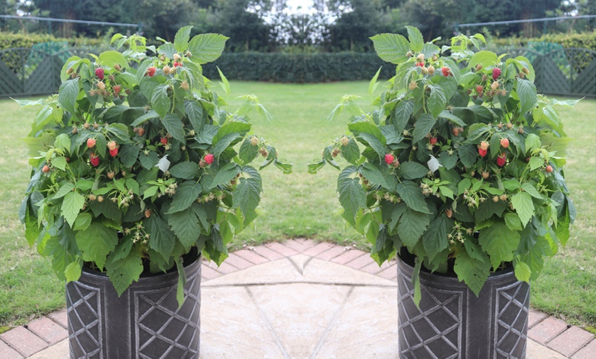 Image 3: Three Raspberry Summer Lovers Patio Red Plants