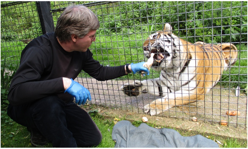 Image 6: Meet and Feed Big Cat for Two