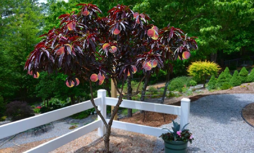 Image 2: Red-Leaf Patio Peach Tree