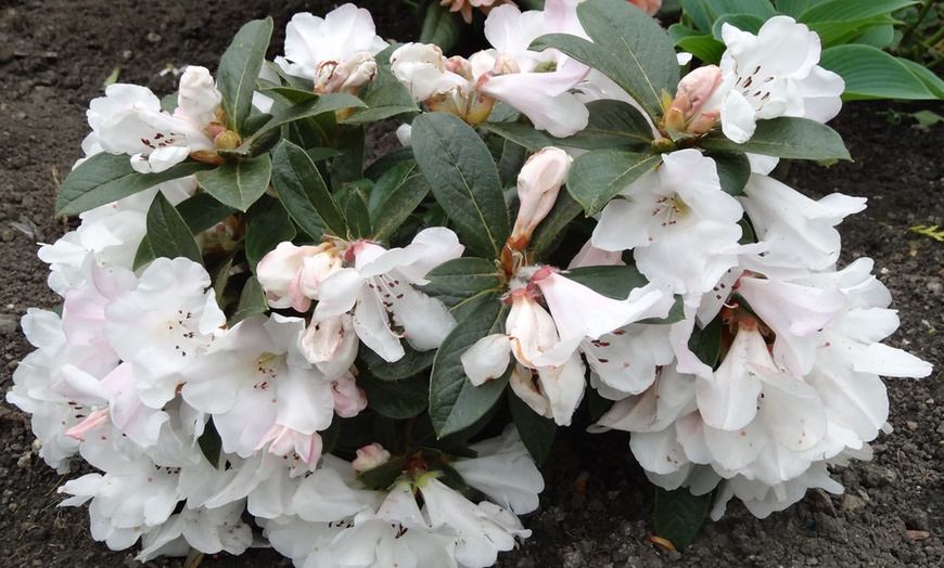 Image 1: 3-Litre Rhododendron Tinkerbird
