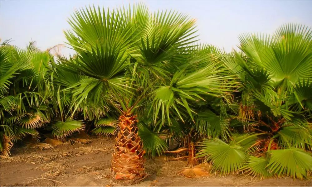 Two Mexican Fan Palms for £29.99 With Free Delivery (62% Off) - Primary Image