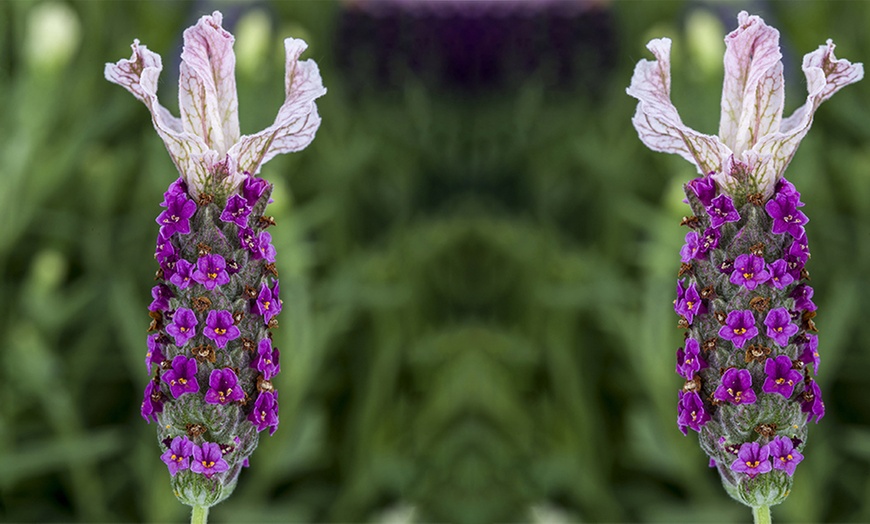 Image 2: French Lavender 'Castilliano'