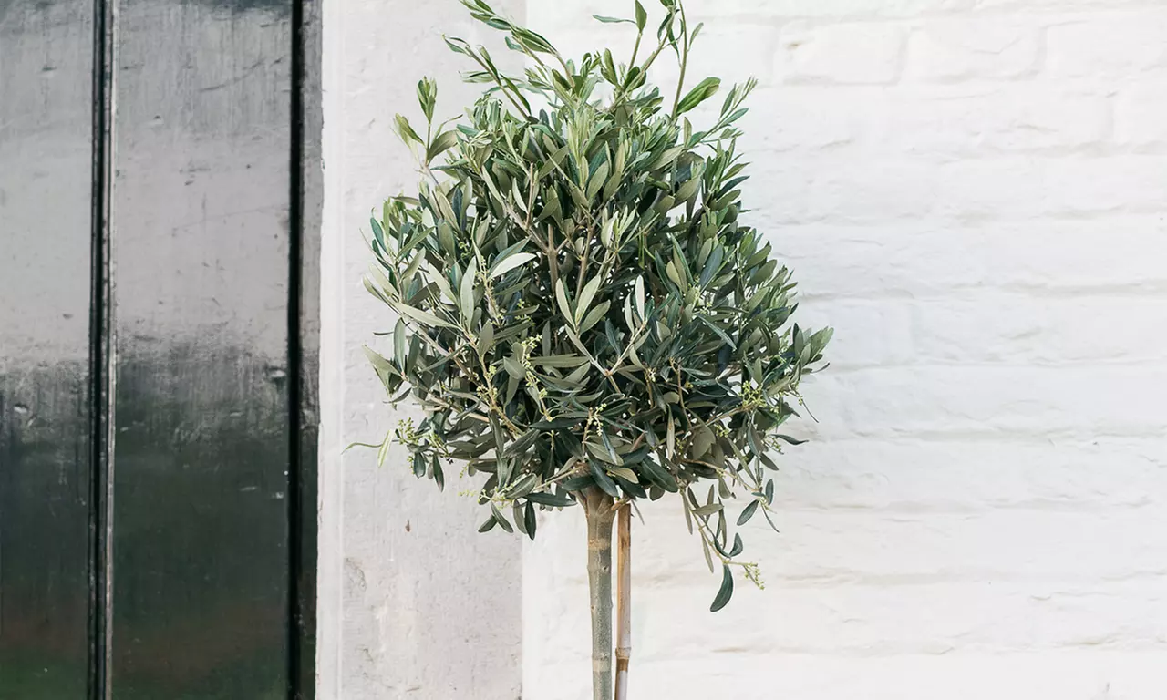 1x oder 2x winterharter Olivenbaum