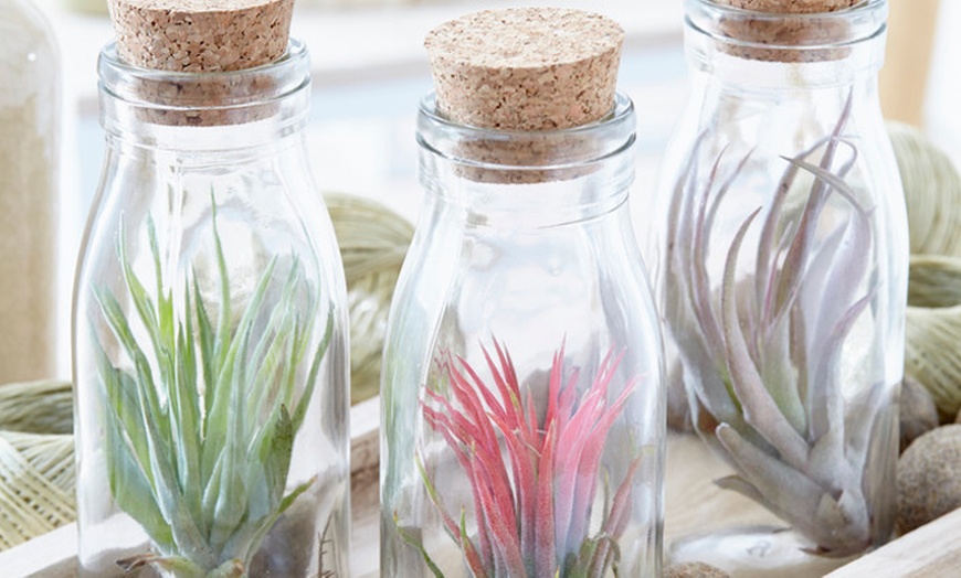 Image 3: 3 Air Plants in Glass Container