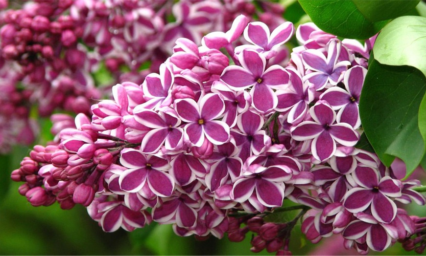 Image 4: Fragrant Purple Lilac Trees