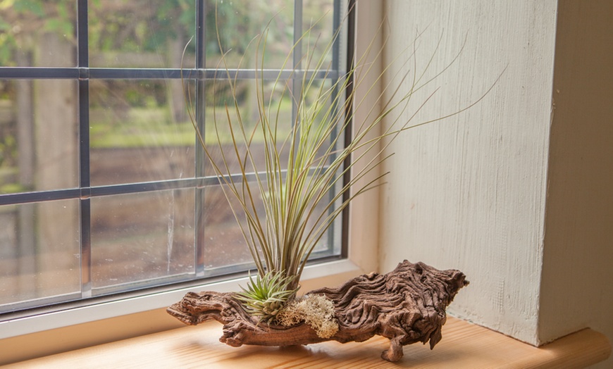 Image 3: Air Plant Arrangement