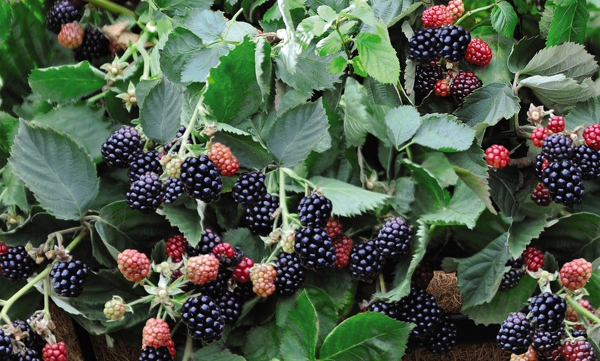 Image 3: Blackberry 'Black Cascade' 9cm Pot - One, Two or Three Plants