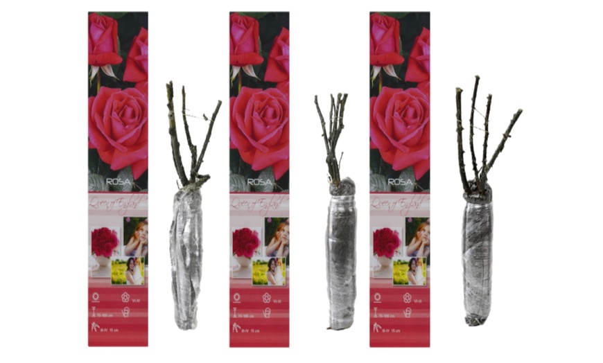 Image 8: Roses : Dame de Coeur, Joro, Gloria Dei, entre autres
