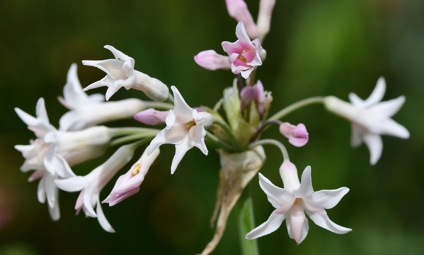 Image 1: 3 ou 6 plants d'ail sauvage de la marque Rootz