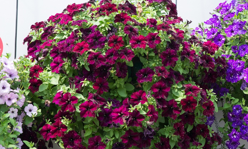 Image 5: Petunia Hanging Basket