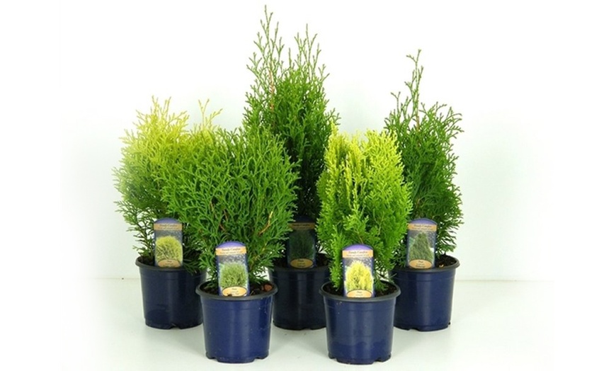 Image 7: Dwarf Conifer Plants