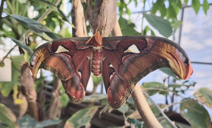 Image 11: Magic of London Butterfly Gardens with Entry for Adults and Children!