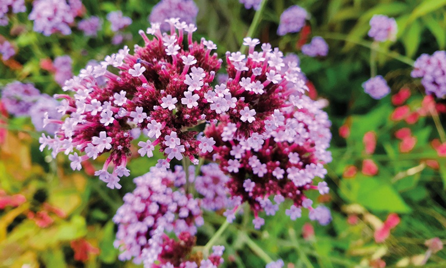 Image 3: 15 or 30 Verbena Buenos Aires Perennials Plug Plants