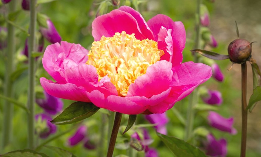 Image 4: Pretty Peony Collection - 3 Plants