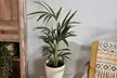 One, Two or Three Mixed Easy Care Houseplants - Second Medium