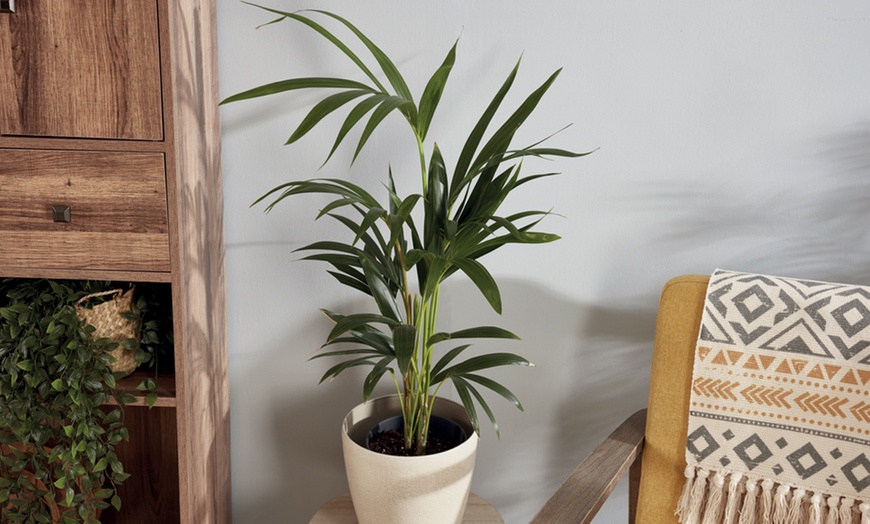 Image 6: Mixed Easy Care Houseplants