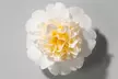 1x oder 2x japanische Rose (Camellia Japonica) - Second Medium