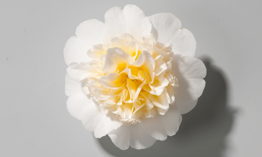 Image 4: 1 ou 2 plantes Camelia Japonica, aussi appelées "Rose japonaise"