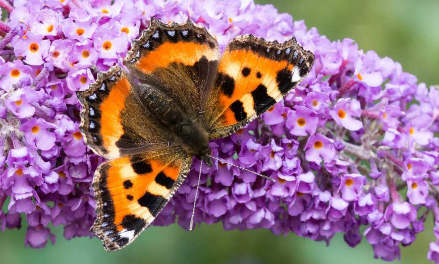 Image 2: Lot de 3 ou 6 arbres à papillons Buddleia