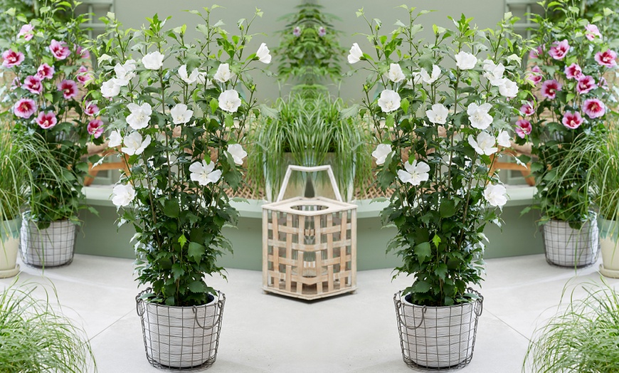 Image 1: Hibiscus Flower Tower White – 1 or 2 Potted Plants