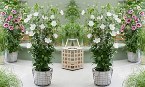 Hibiscus Flower Tower White – 1 or 2 Potted Plants