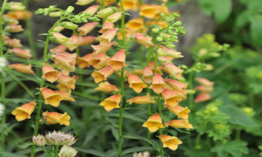 Image 2: Hardy Foxglove 'Goldcrest' - 1, 2 or 3 Plants + Patio Planter
