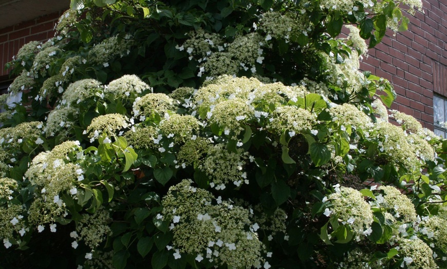 Image 7: Hortensias grimpants 30-40 cm