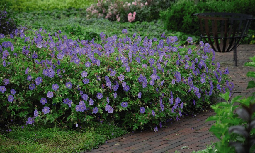 Image 2: One or Two Geranium Hardy Rozanne Plants