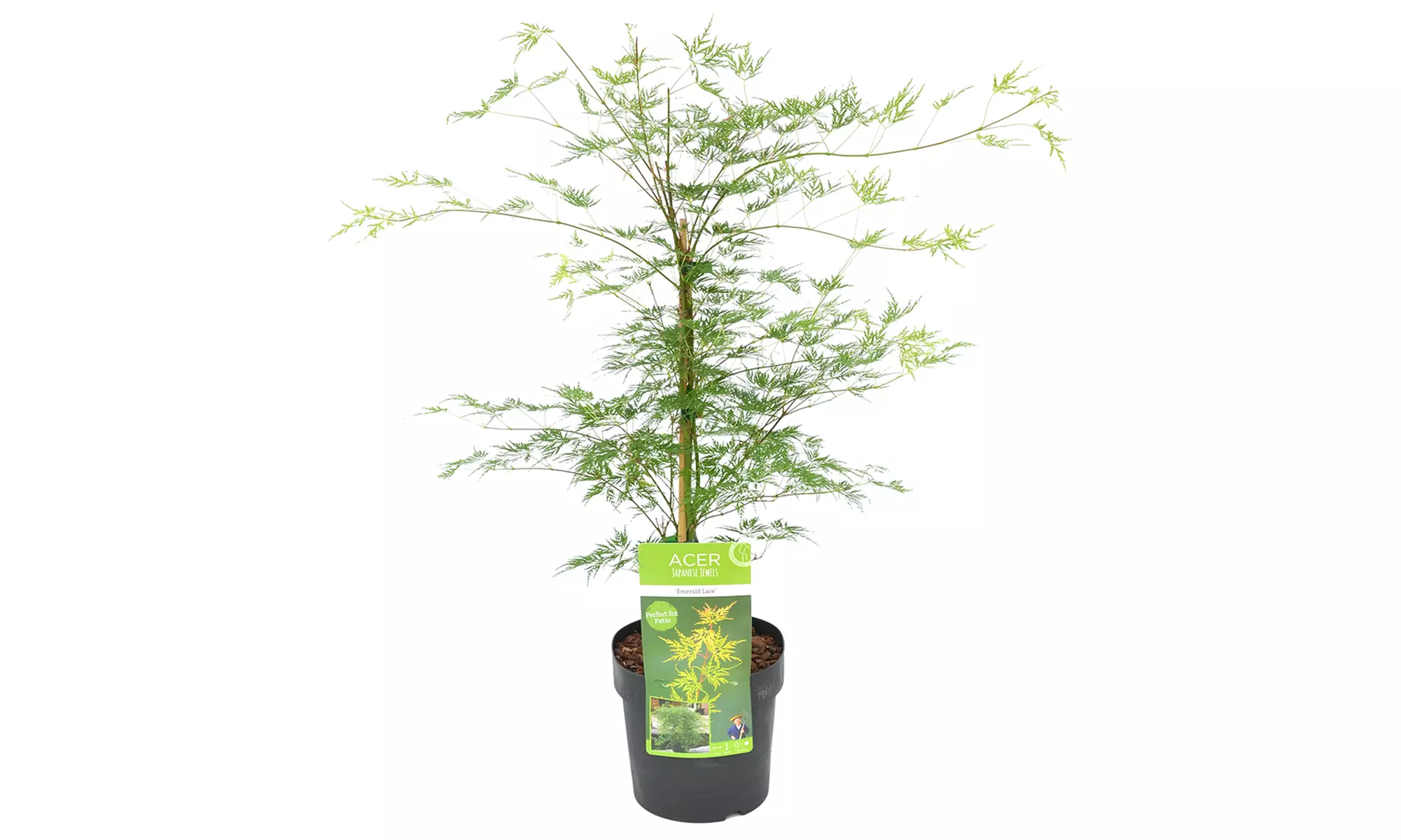 Érable japonais 'Emerald Lace' - Image 3