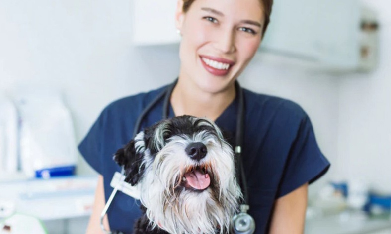 Formation assistant vétérinaire avec International Open Academy