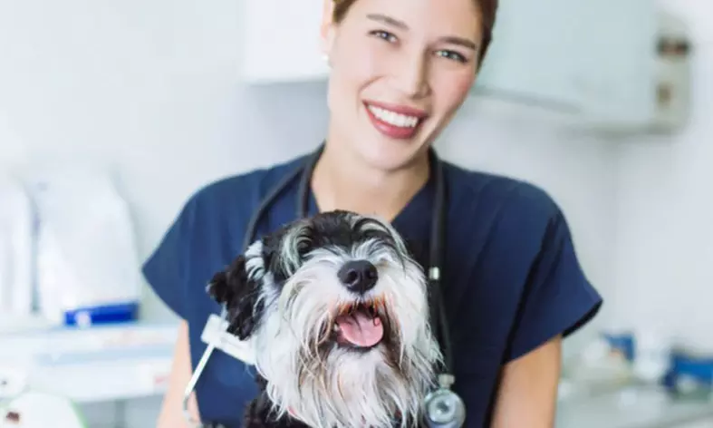 Formation assistant vétérinaire pour acquérir de nouvelles compétences (jusqu'à 87% de réduction)