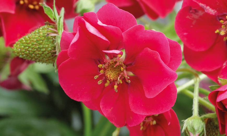 Image 3: Strawberry Summer Breeze Plants