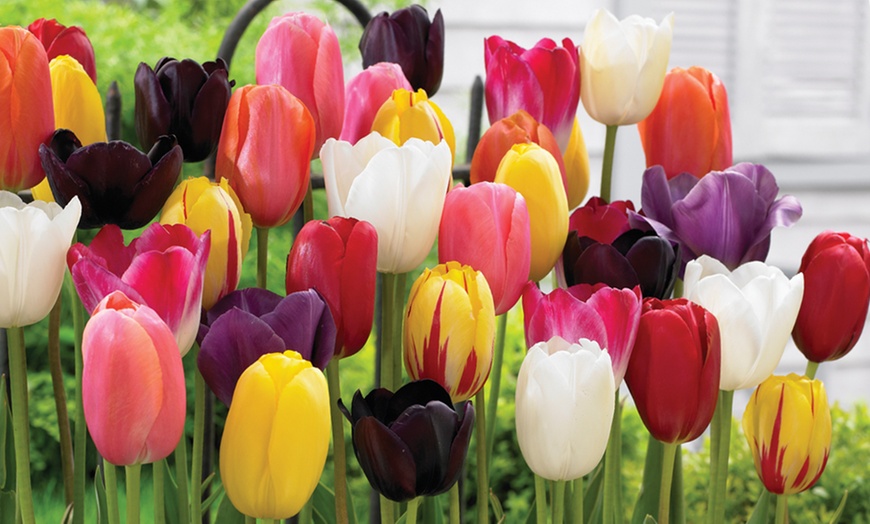 Image 3: Perennial Tulip 'Everlasting Mixed' - Up to 64 Bulbs