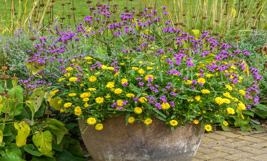 Image 2: Calendula Sunny Collection - 9 or 18 Plants