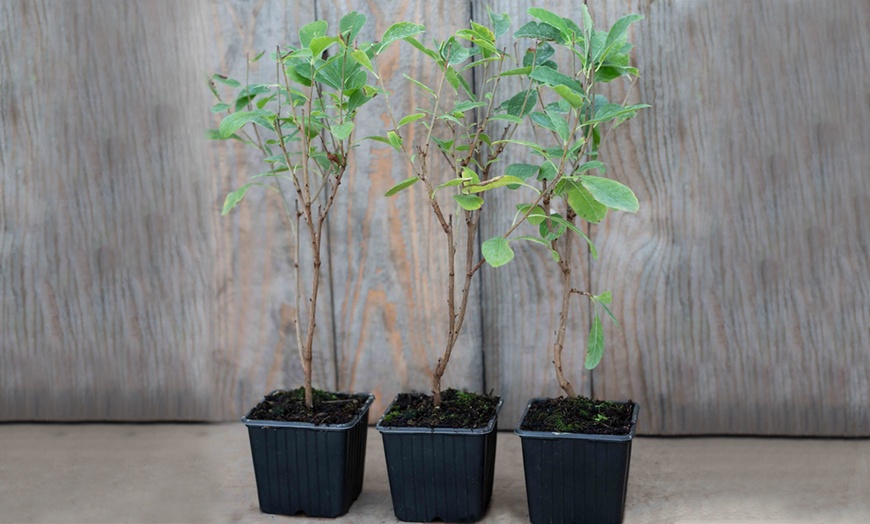 Image 3: Exochorda the Bride Plant