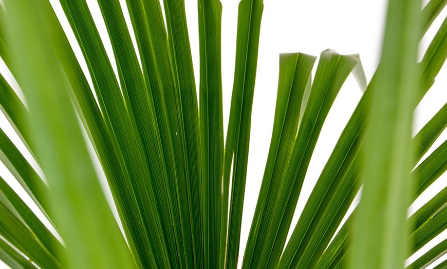 Image 4: Chinesische Hanfpalme "Trachycarpus Fortunei"