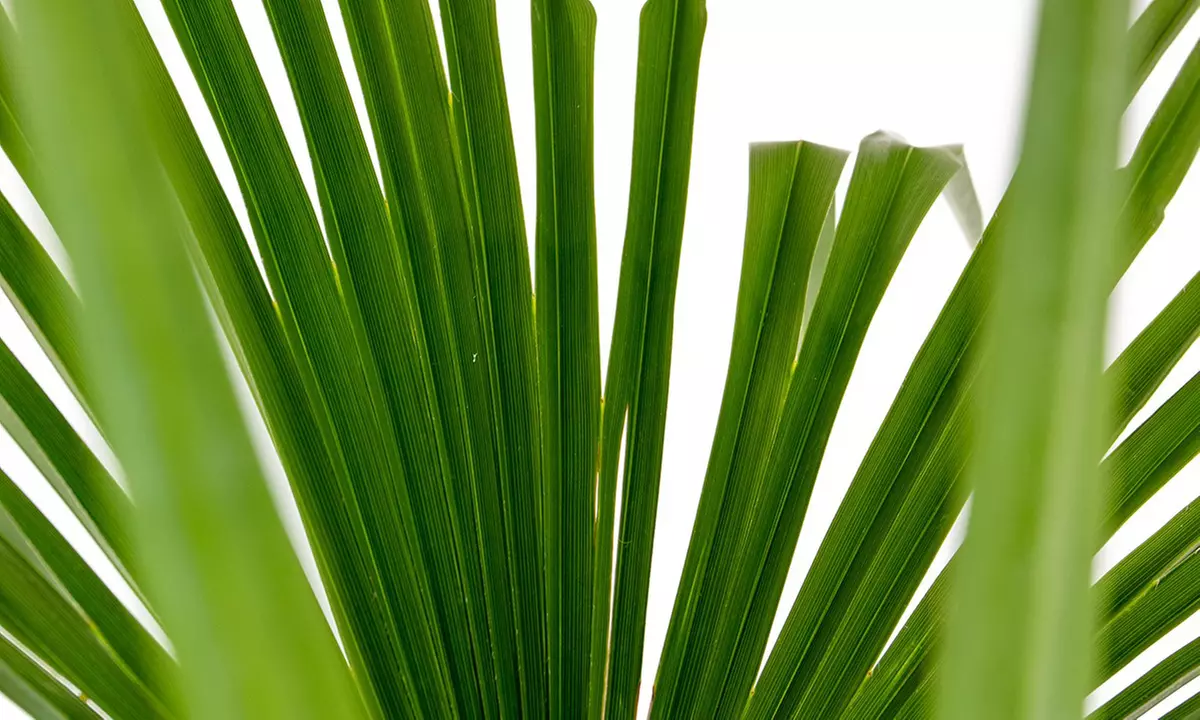 Chinesische Hanfpalme "Trachycarpus Fortunei"