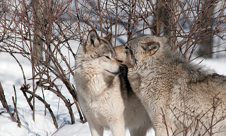 Image 6: Omega Animal Park